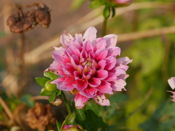 Close-up of pink flowers blooming outdoors