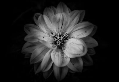 Close-up of white flower against black background