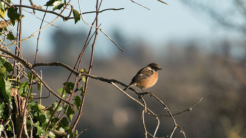 Close-up of bird perching on tree