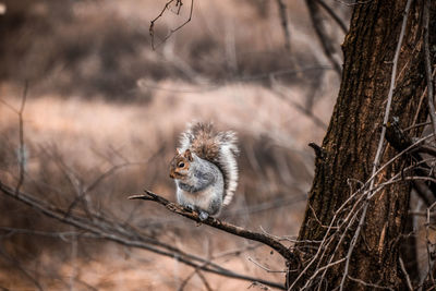 Squirrel on tree trunk