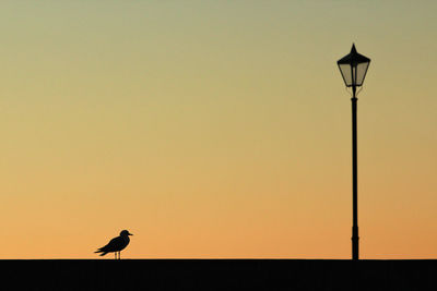 Silhouette bird perching on street light against orange sky