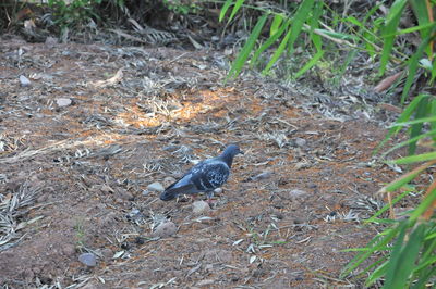 High angle view of bird perching on field