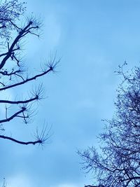Low angle view of tree against blue sky