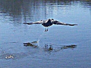 View of birds in water