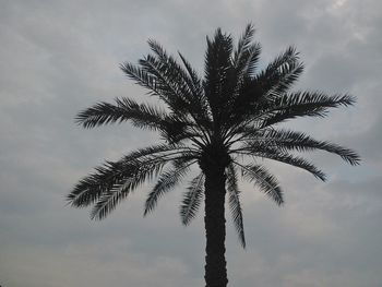 palm tree