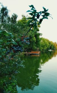 Reflection of trees in lake