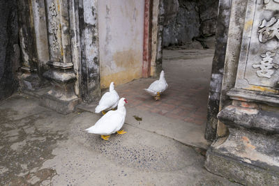 Pigeons perching on a floor