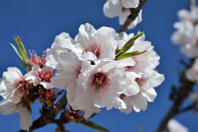 Close-up of cherry blossom