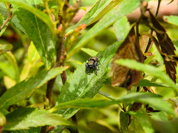 Close-up of insect on plant