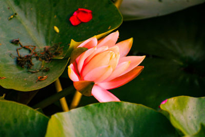 Close-up of lotus water lily in pond