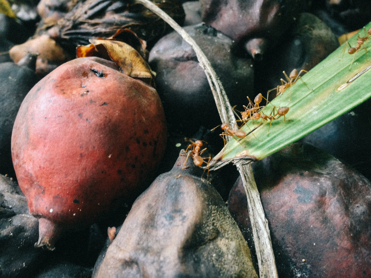 HIGH ANGLE VIEW OF FRUIT ON PLANT