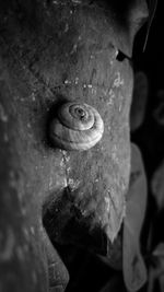 Close-up of snail