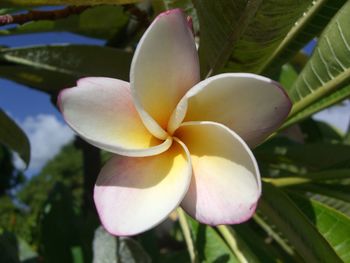 Close-up of frangipani blooming outdoors