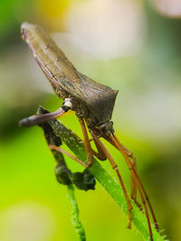 Close-up of insect on plant