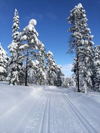 Snow covered trees against clear sky