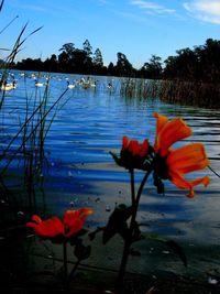 Close-up of red flower floating on lake against sky