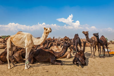 Camels on field against sky