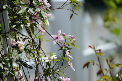 Plant with fresh flowers