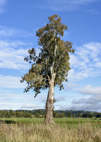 Tree on field against sky