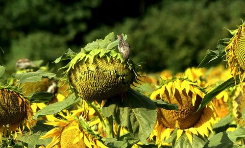 Close-up of sunflower on plant