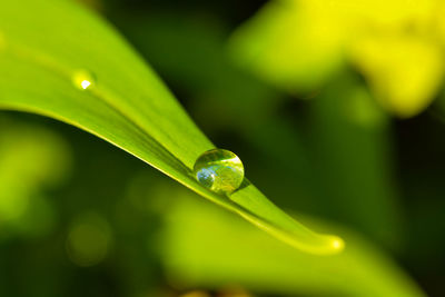 Close-up of raindrops on leaf