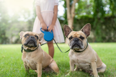 Portrait of dogs on field