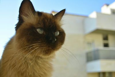 Close-up of cat against sky