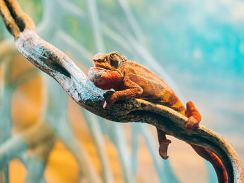 Close-up of lizard on branch