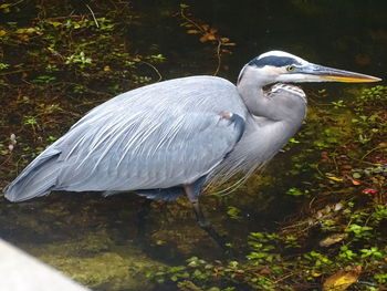 View of a bird in lake