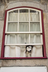 Portrait of dog seen through window