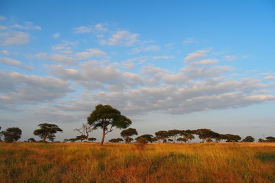 Trees on field against sky