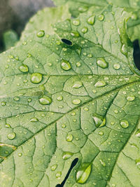 Close-up of raindrops on leaves