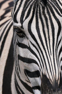 Zebra in etosha national park, namibia