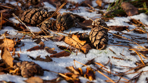 Close-up of dried autumn leaves on land