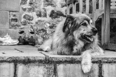 Close-up of dog outdoors