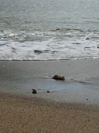 High angle view of bird on beach