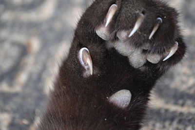 Close-up of black cat