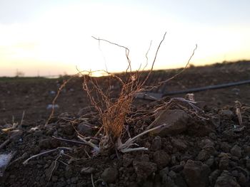 Close-up of dead plant on field against sky during sunset