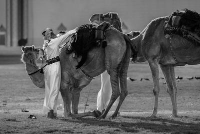 Horse standing on field