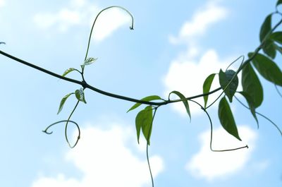 Low angle view of tree against sky