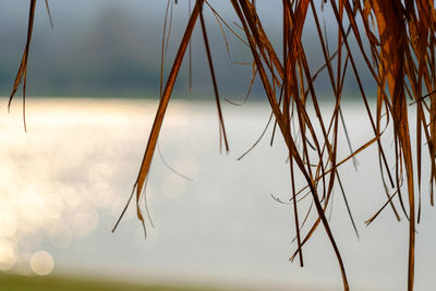 Close-up of stalks against sky during sunset