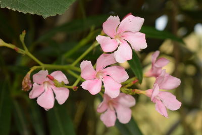 Plants flowers green leafs