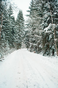 Snow covered road amidst trees
