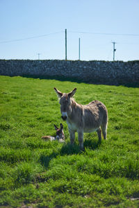 Full length view of donkey standing against tree