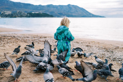 Seagulls on beach