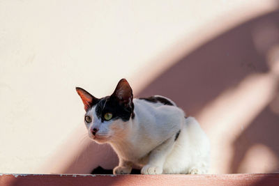 Close-up of a cat looking away