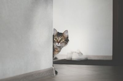 Cat hiding behind wall at home
