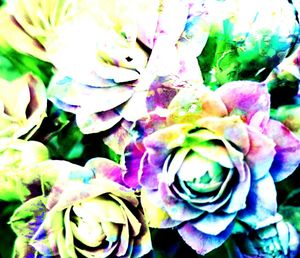 Close-up of purple flowers