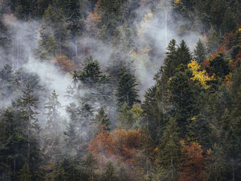 Pine trees in forest during autumn