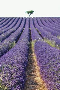 Scenic view of lavender field against sky